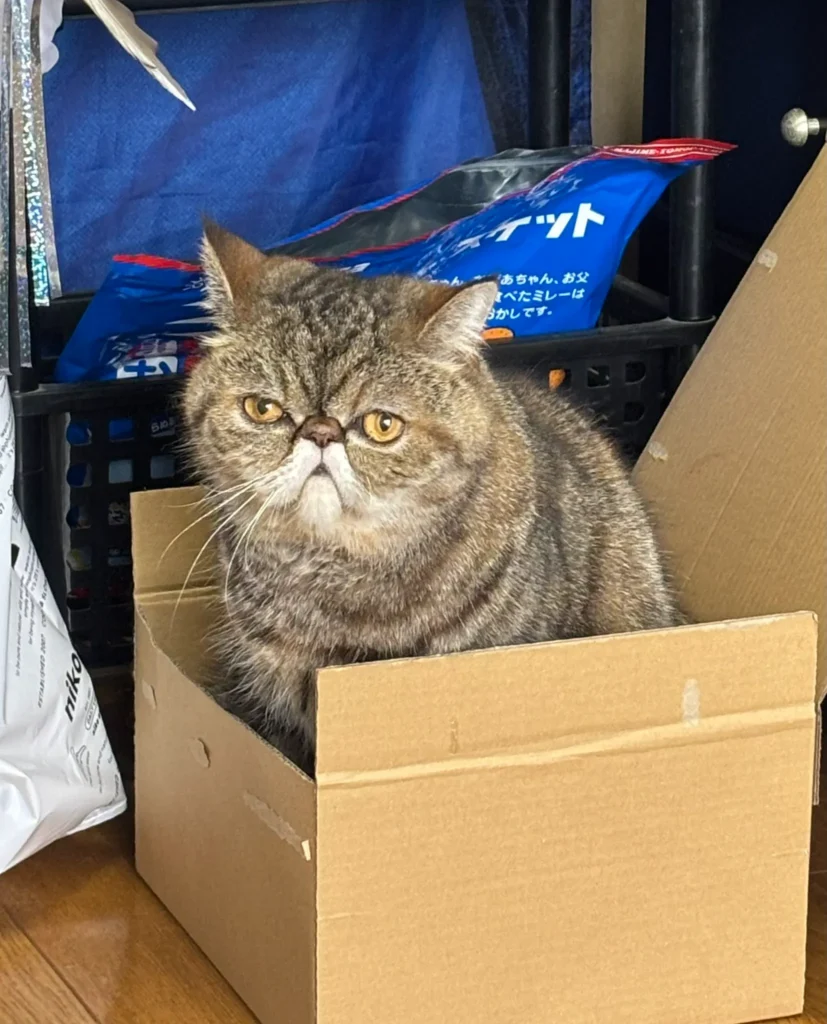 ダンボールは1枚から購入できますか?